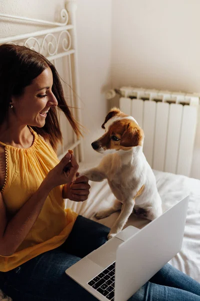 Adorable Jack Russell szkolenia psa przez kobietę wstrząsnąć łapy. Pierwsze ciasteczko jako Gratki dla dobrego zachowania z ręki jego właściciela. Domowa rozrywka. Koncepcja miłosna. — Zdjęcie stockowe