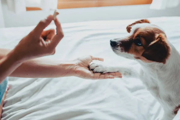 Small jack russell dog getting a cookie as a treat for good behavior from the hand of its owner. Train dog to shake Paws. Home leisure. Stock Picture