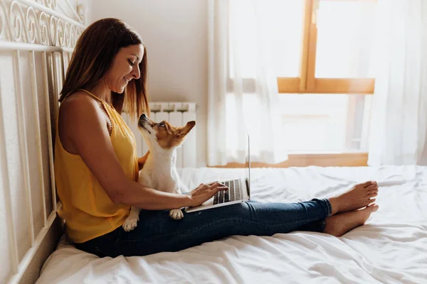 ผู้หญิงที่มีความสุขนั่งบนเตียงพิมพ์บนแล็ปท็อปกับสุนัขของเธอ แจ็ค รัสเซล เทอเรียร์ บนขาของเธอตอนพระอาทิตย์ตก — ภาพถ่ายสต็อก