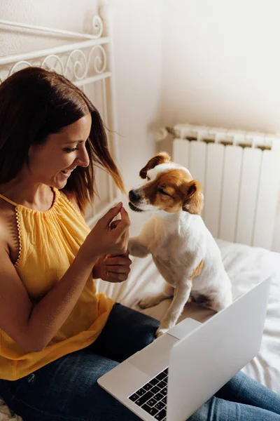 Kleine schattige Jack Russell hond training door een vrouw te schudden Paws. Het krijgen van een cookie als een traktatie voor goed gedrag van de hand van de eigenaar. Home Leisure. Liefdes concept. Stockfoto