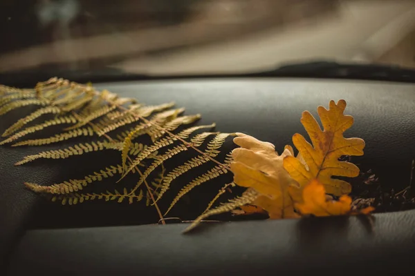 Dubové listy a kapradí umístěné na palubní desce vozu. Koncepce cestování, Průzkumníka a podzimu. — Stock fotografie