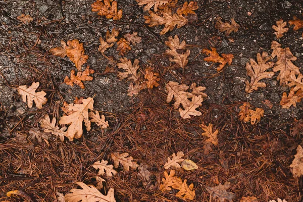 Fondo de otoño. Follaje anaranjado seco acostado sobre asfalto. Hojas de roble caído en la carretera. Concepto otoñal . — Foto de Stock