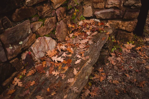 Podzimní pozadí. Suché oranžové listí ležící na asfaltu. Padlé dubové listí na silnici. Podzimní koncept. — Stock fotografie