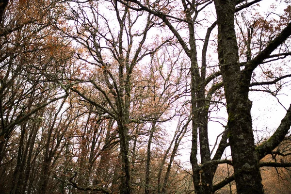 Bare Tree Branches and some oak leaves against pink skies at sunset in autumn. — Stock Photo, Image