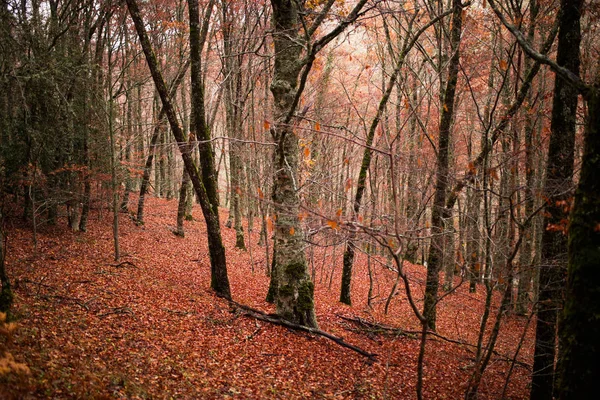 Dubový les na podzim. Podzim, podzimní scéna. Nádherný podzimní park. Krásná přírodní scéna. Podzimní krajina, Stromy a listy, mlhavý les. — Stock fotografie