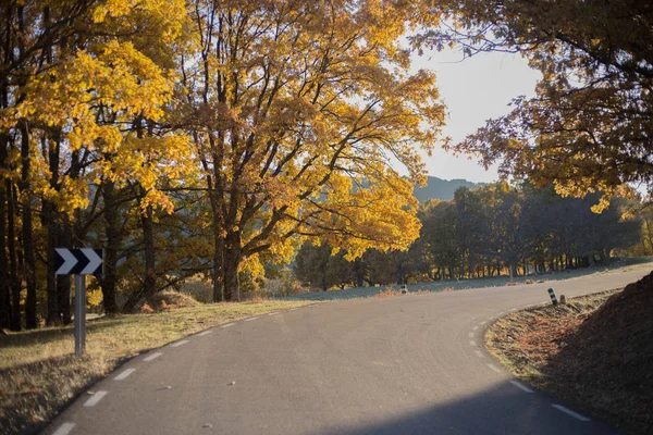 Herfst weg in het bos. Boom, bladeren. Reis-en ontdekkings concept. — Stockfoto