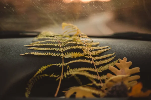Dubové listí a kapradí položené na palubní desce auta. Cestovní, průzkumný a podzimní koncept. Zataženo — Stock fotografie