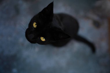 İzole edilmiş karanlık arka planda sarı gözlü, oyuncu ve meraklı kara kedi portresi. Cadılar Bayramı konsepti Üst görünüm.