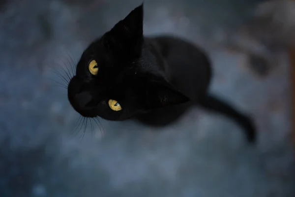 Portrait of playful and curious black cat with yellow eyes on isolated dark Background. Halloween concept. Top view. — Stock Photo, Image