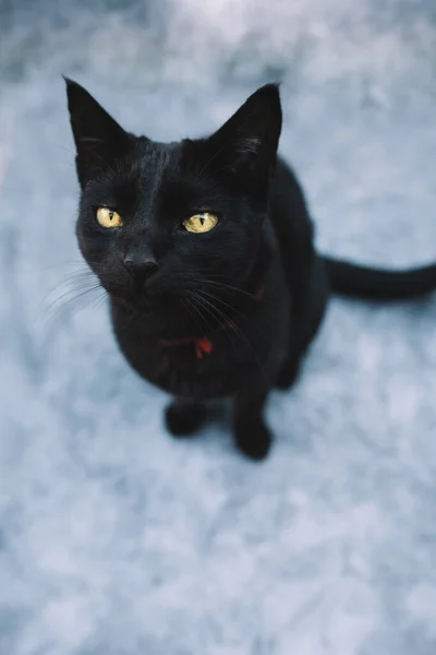 Retrato de gato preto brincalhão e curioso com olhos amarelos em fundo escuro isolado. Conceito de Halloween. Vista superior . — Fotografia de Stock