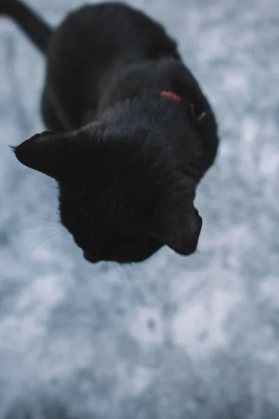 孤立した暗い背景に黄色の目で悲しい黒い猫の肖像画。ハロウィンのコンセプト。トップ表示. — ストック写真