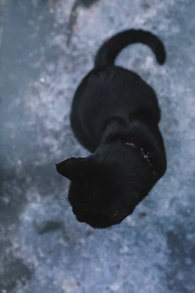 孤立した暗い背景に黄色の目で悲しい黒い猫の肖像画。ハロウィンのコンセプト。トップ表示. — ストック写真