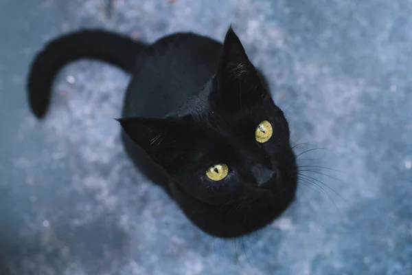 Retrato de gato preto brincalhão e curioso com olhos amarelos em fundo escuro isolado. Conceito de Halloween. Vista superior . — Fotografia de Stock