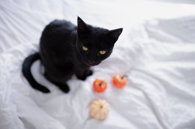 Yatakta siyah kedi ve balkabağı var. Cadılar Bayramı konsepti