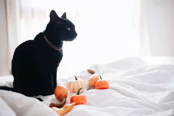 Gato Preto Abóboras Cama Conceito Halloween — Fotografia de Stock