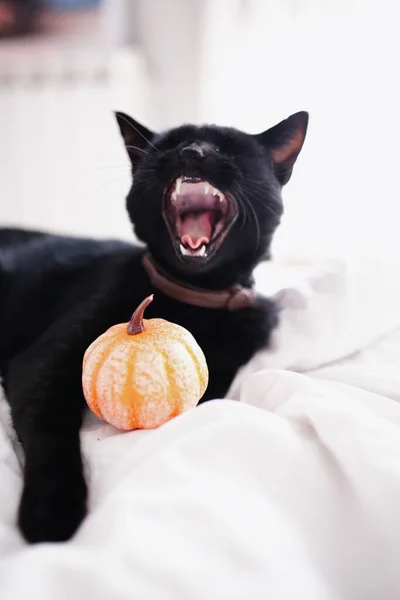 Gato Preto Bruxa Com Boca Aberta Mostrando Presas Abóbora Cama — Fotografia de Stock