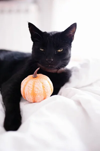 Μάγισσα Βαρετή Μαύρη Γάτα Και Κολοκύθα Στο Κρεβάτι Απόκριες — Φωτογραφία Αρχείου