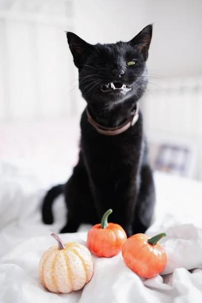 邪恶的黑猫 张着有趣的脸 张着嘴 在床上露出尖牙和南瓜 万圣节的概念 — 图库照片