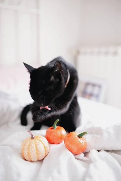Gato Preto Que Arquiva Garras Abóboras Cama Conceito Halloween — Fotografia de Stock