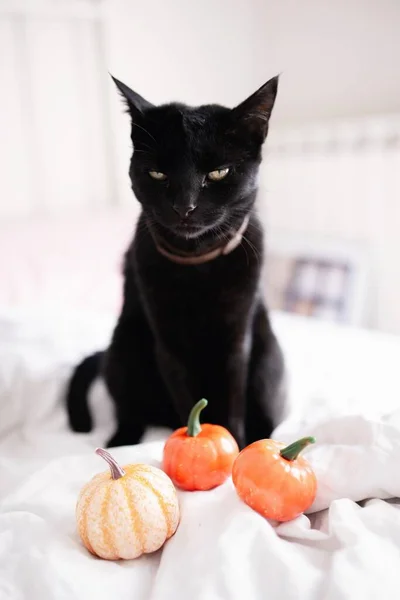 Heks Saaie Zwarte Kat Pompoen Het Bed Halloween Concept — Stockfoto