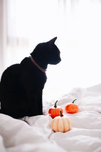 Gato Preto Abóboras Cama Conceito Halloween — Fotografia de Stock