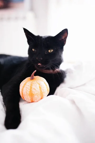 Μάγισσα Μαύρη Γάτα Και Κολοκύθα Στο Κρεβάτι Απόκριες — Φωτογραφία Αρχείου
