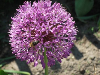 pokazna kula kwiatu czosnku ozdobnego, zbior drobnych fioletowych piecioramiennych kwiatkow, platki waskie. na kuli siedzi pszczola i zbiera nektar.