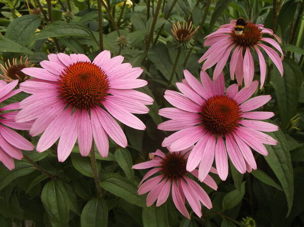 Felinacea purpurowa crocona fesloncu, kilka kwiatow w duzym zblizeniu
