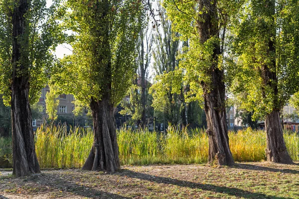 Mestsky Vagy Városi Park Kassa Old Town Szlovákia Kosice Volt — Stock Fotó