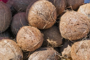 Güneş closeup arka planda olgunlaşmış kuru hindistancevizi