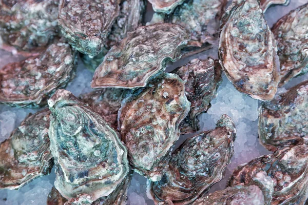 Verse Oesters Ijs Achtergrond — Stockfoto