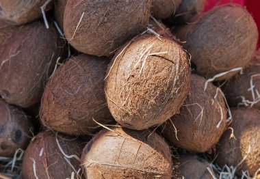 Güneş closeup arka planda olgunlaşmış kuru hindistancevizi