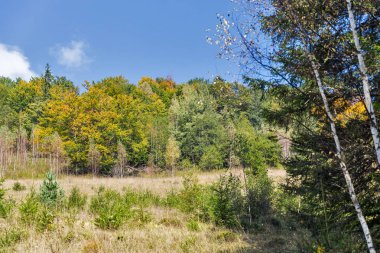 güzel sonbahar orman manzara Karpat Dağları, Ukrayna