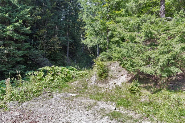 Schöne Waldlandschaft Den Karpaten Westukraine — Stockfoto