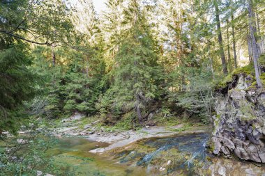 Dağ nehir Karpatlar, Batı Ukrayna Prutet peyzaj.
