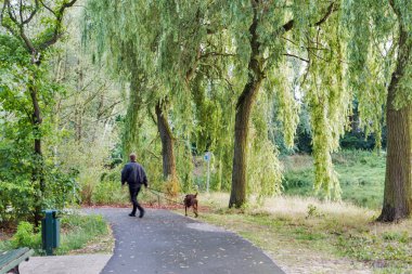 Bir köpek ile bir adam güzel bir güneşli parkta yürüyor. Park yürüme yolu, tezgah, göl. Bir adam ile bir köpek tasmalı uzaklaşıyor. Bulanık.