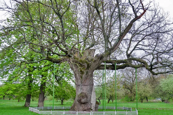 Güzel Yaşlı Meşe Ağacının Gövde Whit Parkta Bahar Döneminde Destek — Stok fotoğraf