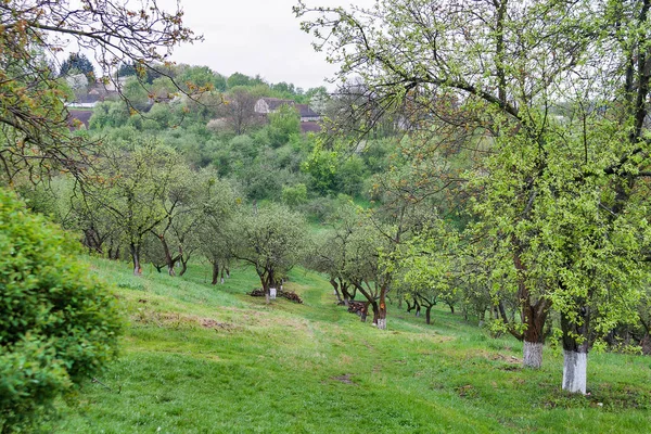 Paisaje Rural Con Huerto Manzanas Primavera Ucrania Pueblo Fondo —  Fotos de Stock