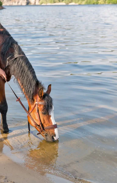 Hnědý Kůň Uzdu Pije Voda Řeky Časných Ranních Hodinách — Stock fotografie