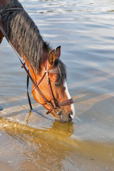 Коричневая Лошадь Узде Пьет Речную Воду Ранним Утром — стоковое фото