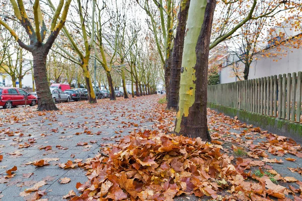 Schöne Herbstliche Straßenszene Der Nachbarschaft Von Berlin Platanen Allee — Stockfoto
