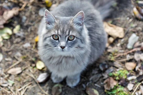 カメラを見て屋外のクローズ アップを座っている灰色猫 — ストック写真