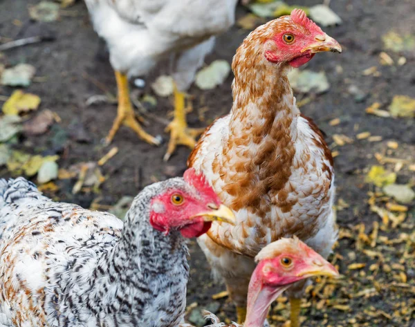 Ücretsiz Aralığı Tavuk Closeup Arka Bahçesinde — Stok fotoğraf
