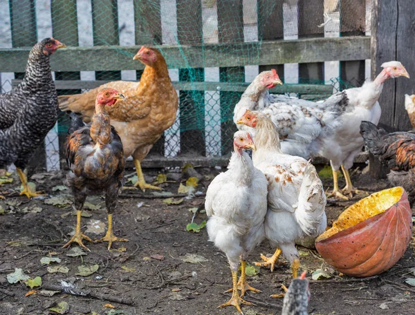 自由放养的鸡喂养在后院特写镜头 — 图库照片