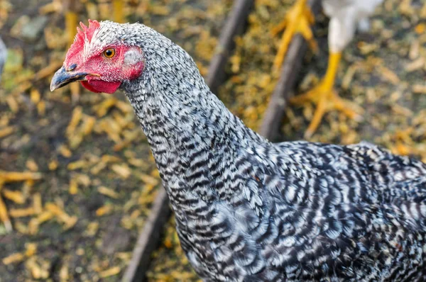 Beyaz Benekli Tavuk Closeup Sonbahar Arka Bahçesinde Üzerinde — Stok fotoğraf