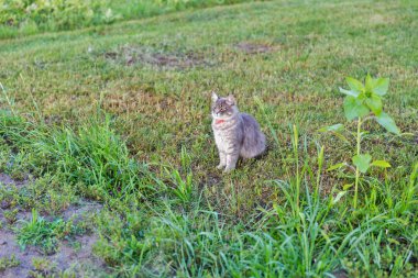 Kırmızı yakalı yeşil çim açık oturma içinde gri sokak kedi