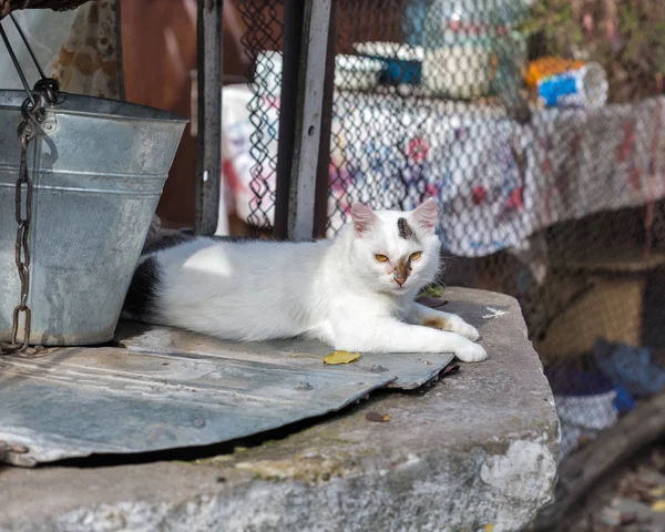 Chat Rue Couché Ombre Puits Eau Avec Vieux Seau — Photo