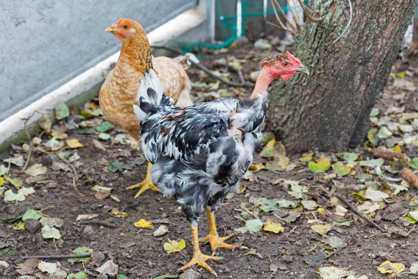 Free Range Chickens Closeup Back Yard — Stock Photo, Image