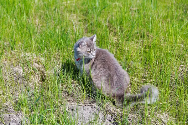 Gray street cat hunting in green grass closeup