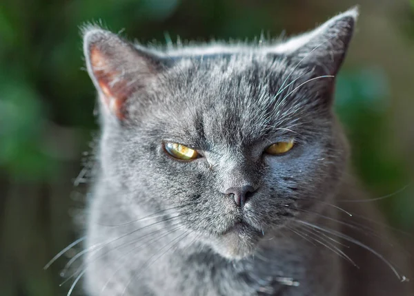 Scottish Purebred Gray Cat Eye Look Extreme Closeup — Stock Photo, Image
